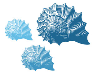 Seashell. Marine life. Editable hand drawn illustration. Vector vintage engraving. Isolated on a white background. 8 EPS - obrazy, fototapety, plakaty