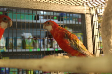 The parrot Rosello yellow red sits in a cage on a stick perch. Birds in the nursery. Sale of parrots