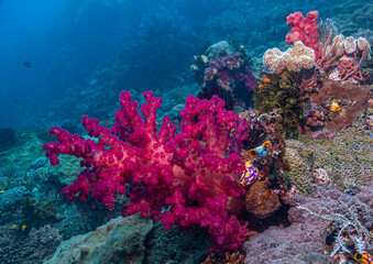 Fototapeta na wymiar Coral reef South Pacific - soft coral red
