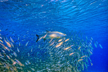 Fototapeta na wymiar Tarpons are fish of the genus Megalops