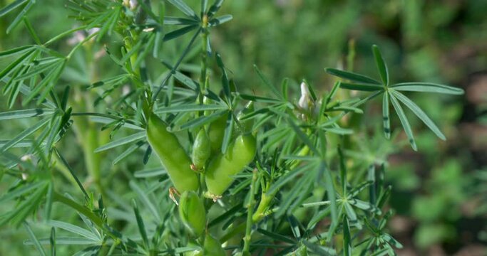 Lupine field. Green lupine plants full of pods on a sunny day, close-ups and a whole field full of grain.