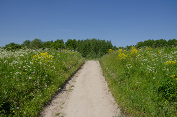 Fototapeta na wymiar The path between the wildflowers