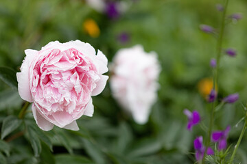 Fresh peonies in the garden.