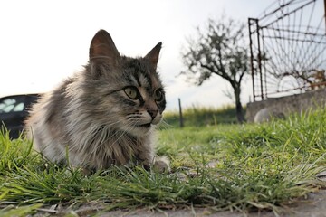 Naklejka na ściany i meble Cute grey long haired young tabby crossbreed cat lying in front of the house on cultivated lawn, looking attentive to the left. 