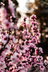 pink cherry blossoms