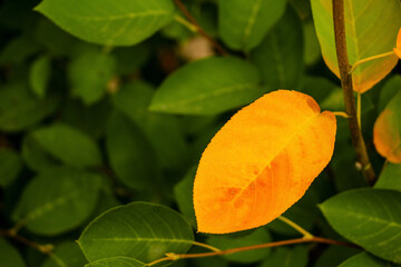 yellow leaves of a tree