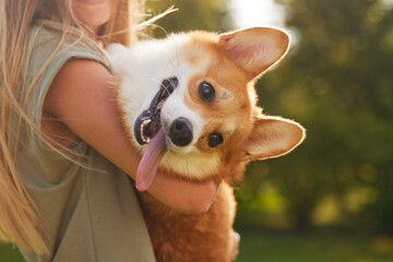 a young girl holds a cheerful and funny Welsh Corgi in her arms in a park in sunny weather, the...