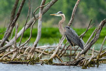 Great blue heron, Ardea herodias, perched on a dead tree in the Grand River in Grand Haven, Michigan
