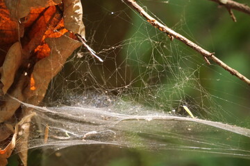 Close-up of a spider web found in the woods of the Lighthouse Park in West Vancouver, British...