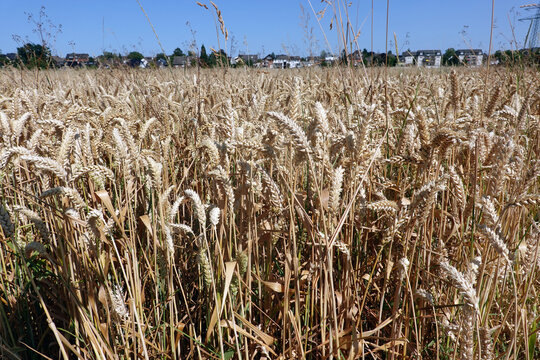 Feld mit erntereifem Weizen
