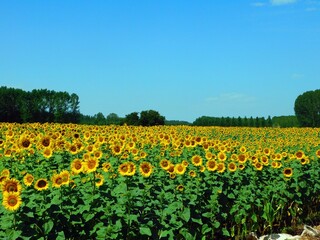 sunflower fields in july month