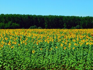 Fototapeta premium sunflower fields in july month
