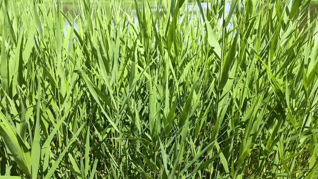 風に揺れる葦
