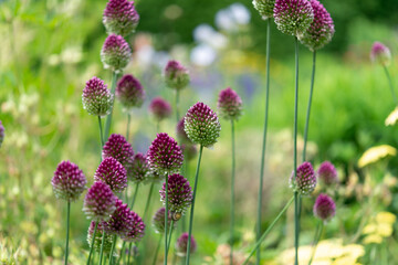 Allium 'Forelock' cultivar flowers in the garden