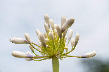 isolated agapanthus flower cluster with unopened flower buds close-up