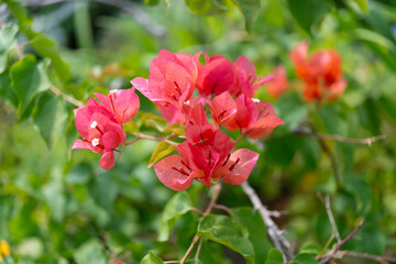 watermelon pink Bougainvillea blossoms close up