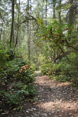 Hiking trail in the woods of Lighthouse Park in West Vancouver, British Columbia, Canada
