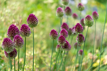 Allium 'Forelock' cultivar flowers in the garden