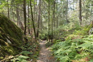 Fototapeta na wymiar Hiking trail in the woods of Lighthouse Park in West Vancouver, British Columbia, Canada