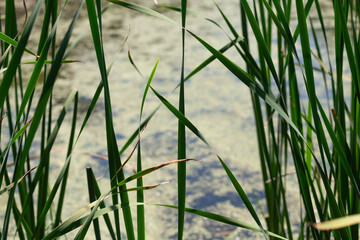 Fototapeta premium screen of reeds in a marshy area
