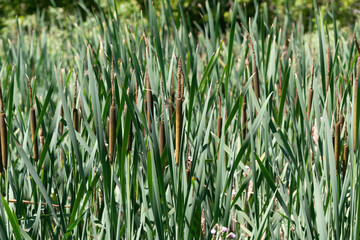 cattails in a marshy area