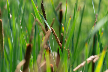 cattails in a marshy area