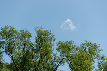 willow trees, blue sky, and simple cloud