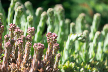 Sempervivum in bloom