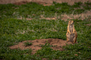 Is that Carl? or Jim?