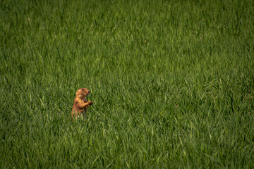 A Dog in his Prairie