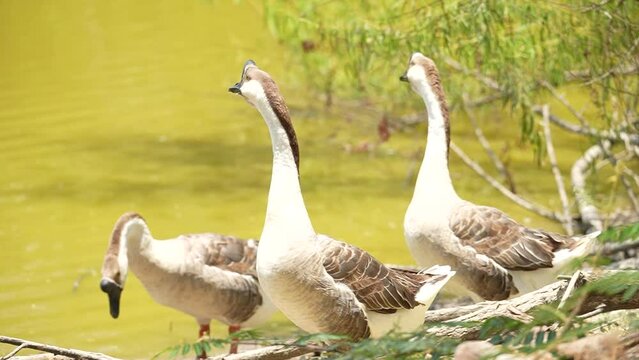country goose family slow motion