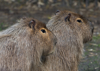 Capybara