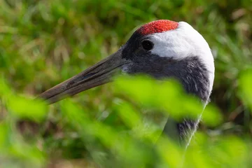 Wandaufkleber crane, stork © John Hofboer