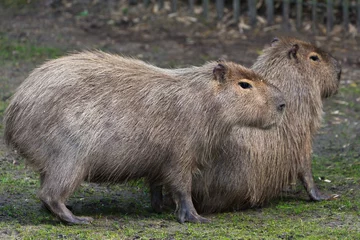 Foto auf Alu-Dibond Capybara © John Hofboer