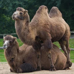 Foto auf Alu-Dibond Camel © John Hofboer