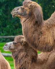 Foto auf Alu-Dibond Camel © John Hofboer