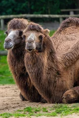 Foto auf Acrylglas Camel © John Hofboer