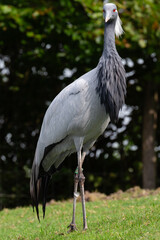 crane, stork