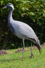 crane, stork