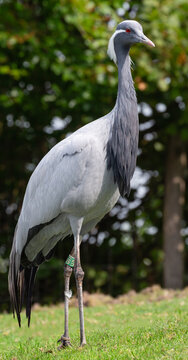 crane, stork