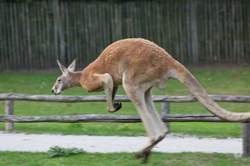 Foto auf Acrylglas  Red kangaroo, Bennetwallaby, Swamp wallaby © John Hofboer