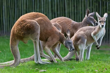 Foto auf Acrylglas  Red kangaroo, Bennetwallaby, Swamp wallaby © John Hofboer