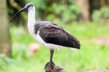 Foto auf Alu-Dibond bird © John Hofboer