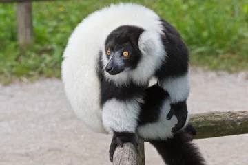 Fototapeten Black-and-white ruffed lemur, © John Hofboer