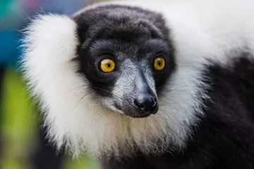 Wandaufkleber Black-and-white ruffed lemur, © John Hofboer