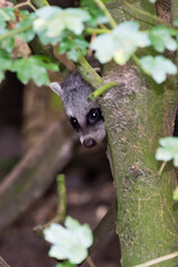 Animal in ZooParc Overloon