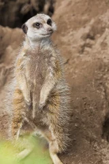 Foto auf Alu-Dibond Animal in ZooParc Overloon © John Hofboer