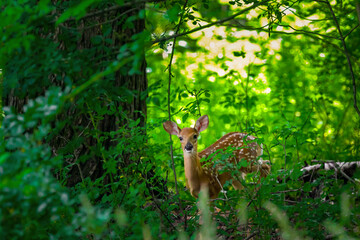 Fototapeta na wymiar A small fawn only a few months old is hiding in the thick brush in the woods by our home in Windsor in Upstate NY in July. Cutest little deer is doing its best to not let us see it in the tall grass.