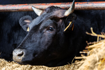 Portrait of a wagyu cow