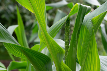 corn plant with young flower bud